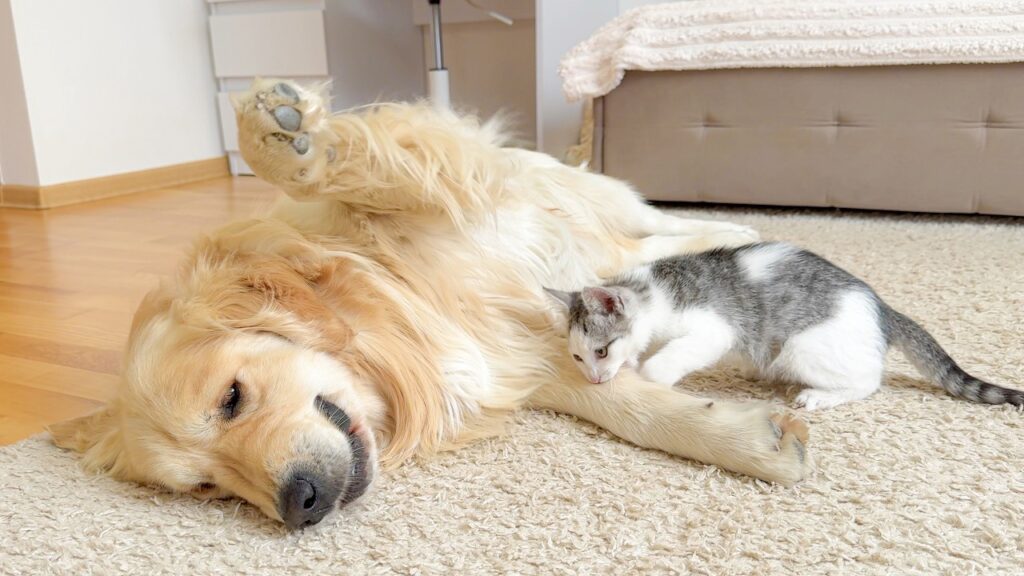 A golden retriever dog lies on its side while a young kitten appears to nibble on its arm.