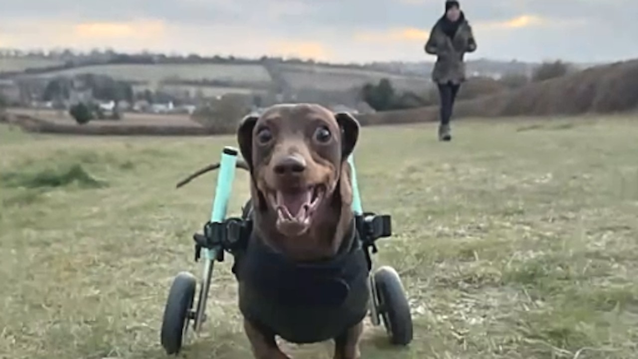 A dachshund dog running in an open field. The dog has two wheels attached to the back of its body.