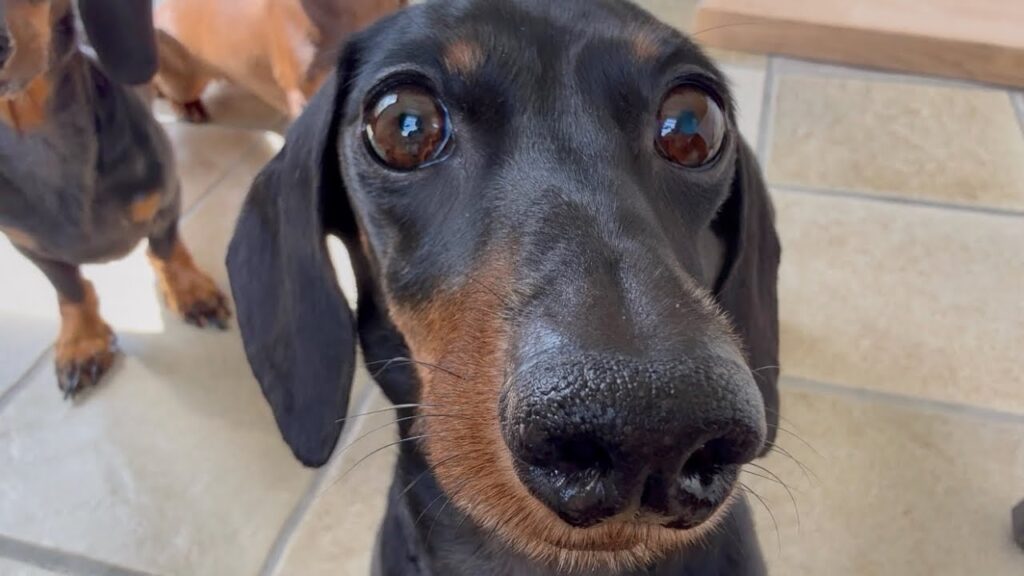 Close up photo of a black and tan dachshund