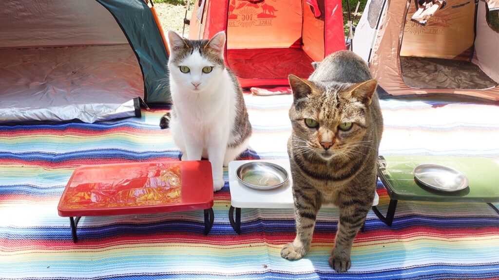 Two cats stand on a blanket in front of three miniature camping tents. There are three tables with metal plates on them.