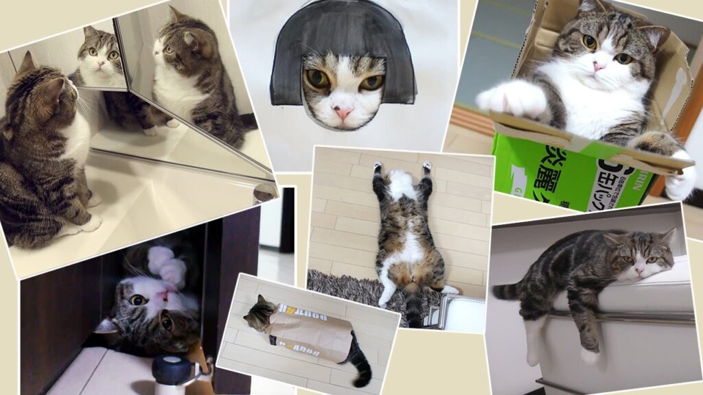 a collage of photographs featuring Maru, the famous cat.