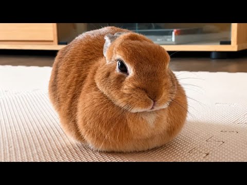 A house rabbit with auburn colored fur rests on a carpet so that its feet are covered