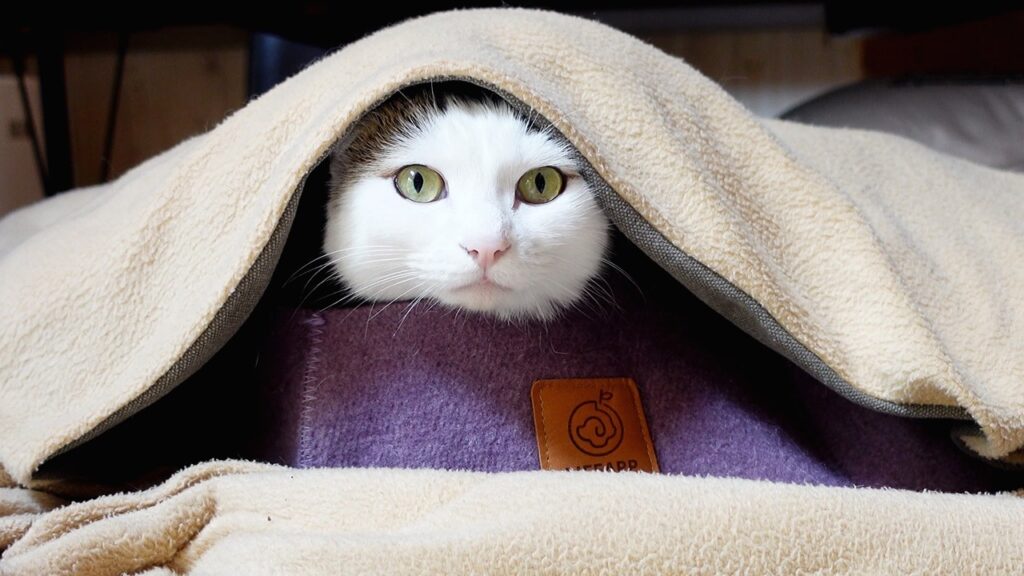 A young cat with white facial fur hides underneath a blanket so that only her face is visible.