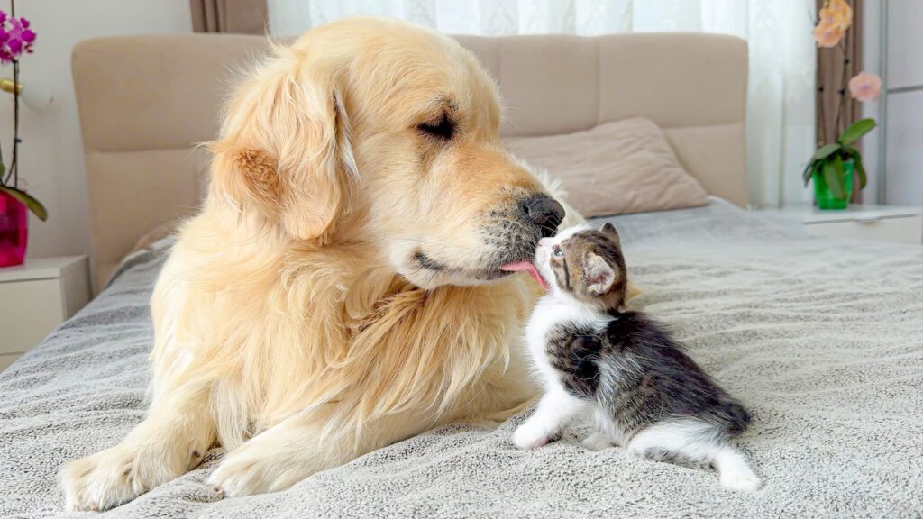 A Golden retriever dog and a small black and white kitten look at each other and touch noses.