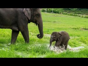 Baby Elephant Hijinks CUTETROPOLIS baby-elephant-hijinks-cutetropolis
