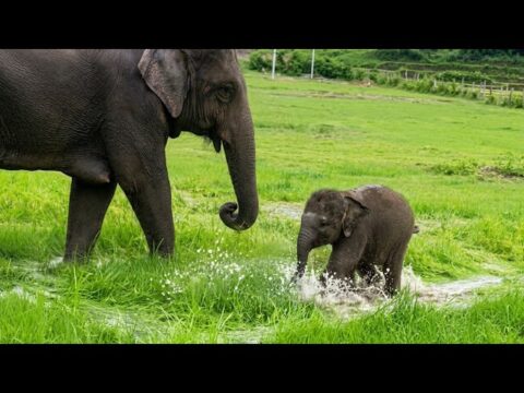 Baby Elephant Hijinks CUTETROPOLIS baby-elephant-hijinks-cutetropolis