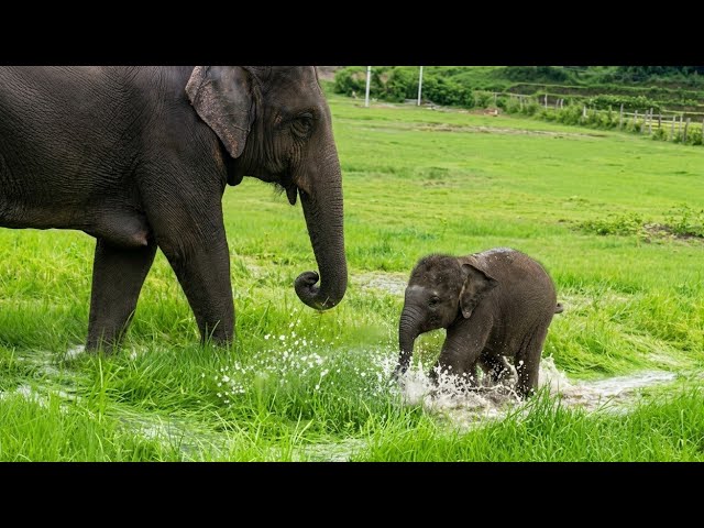 A baby elephant runs through a field of wet grass while its mother looks on.