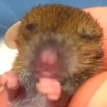 Teeny little face!