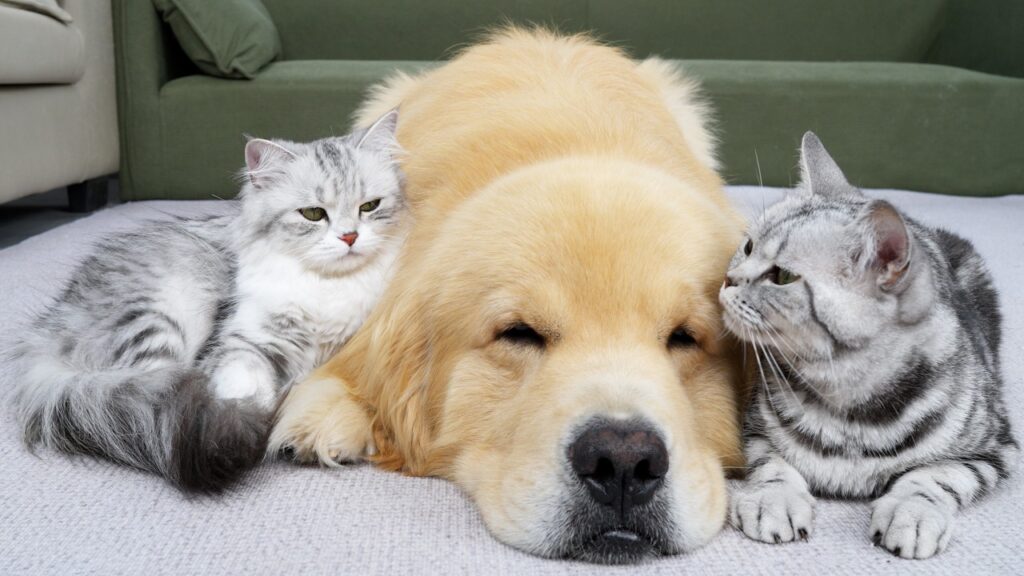 A golden retriever resting with its head on the floor is flanked by two black and white striped kittens