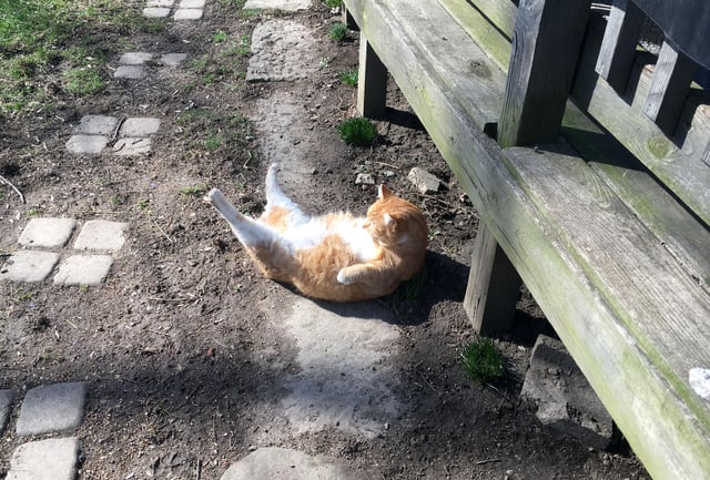A cat lies on its back outdoors and raises its back paws towards the sun.