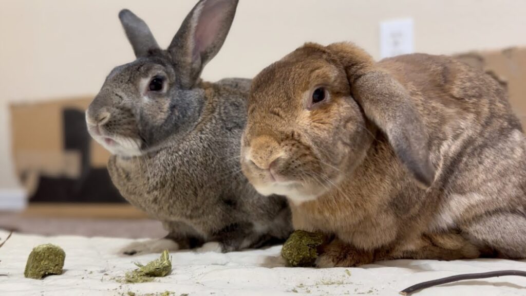 Two rabbits sit together. In the background a gray rabbit with erect ears. In the foreground a brown rabbit with lop ears.