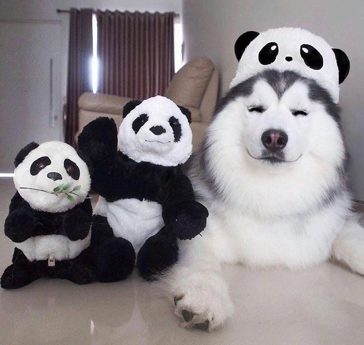 Two stuffed panda dolls sit on a floor next to a husky dog wearing a hat that looks like a panda head.
