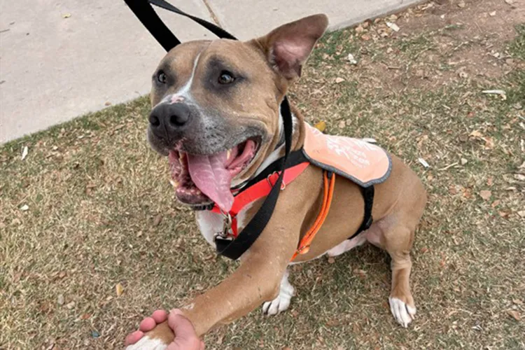 A pitbull dog