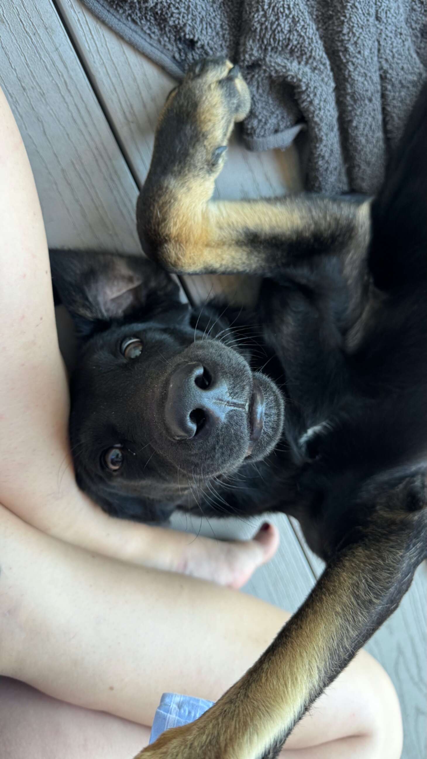Close up of the face of a black dog