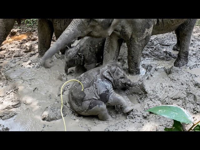 A baby elephant rolls around in mud surrounded by older elephants