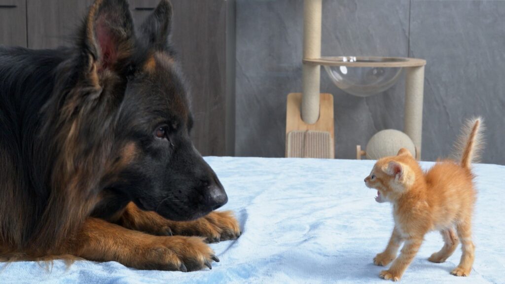 A large German shepherd dog lays down and looks at a small kitten that is arching its back.