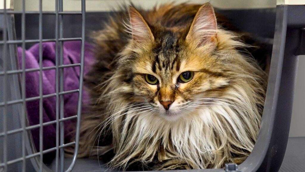 A cat with orange and black highlights on its face and long white flowing strands of fur around her chin hunkers down in a carrying cage