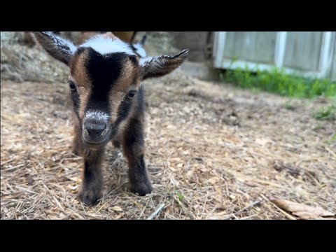 A baby goat stands on a patch of hay.