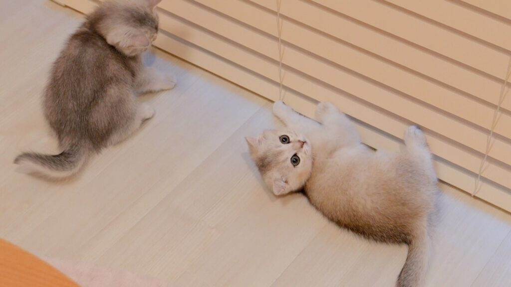 Two kittens play on the floor.