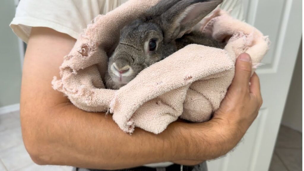 A human arm cradles a rabbit wrapped in a towel