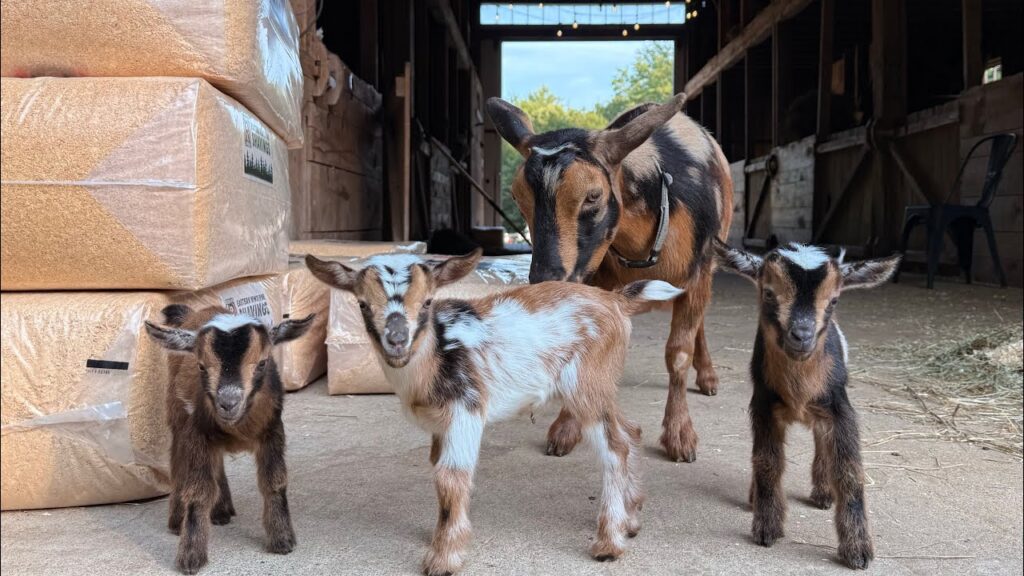 Three baby goats stand inside a barn in front of their mama goat.