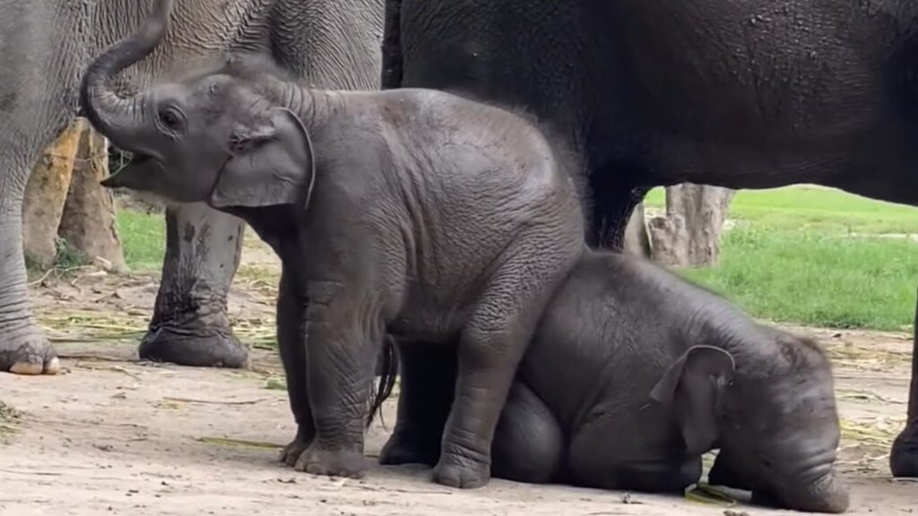 a baby elephant rests its backside on another baby elephant, while larger elephants stand in the background