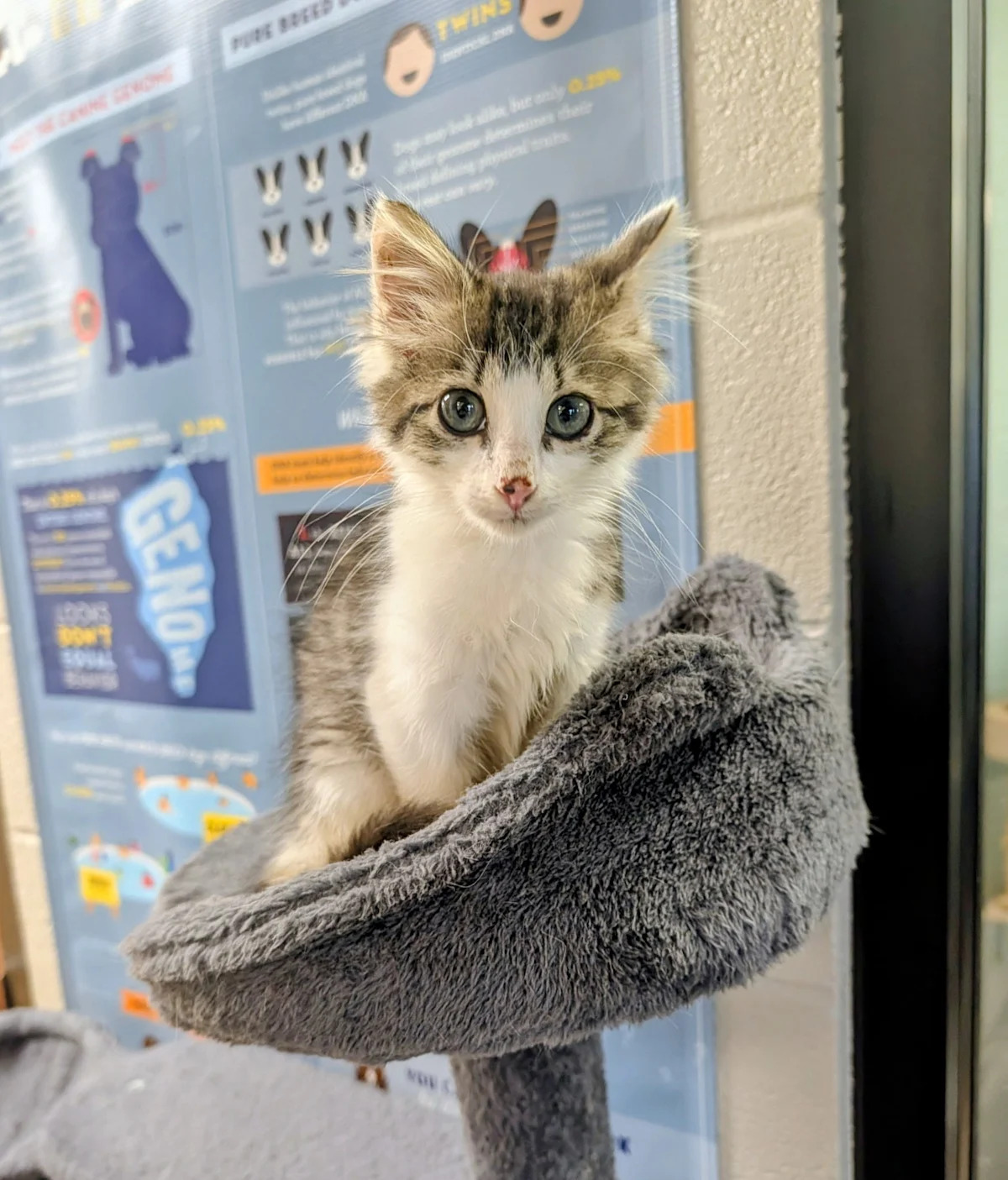 A kitten sits on top of a cat platform