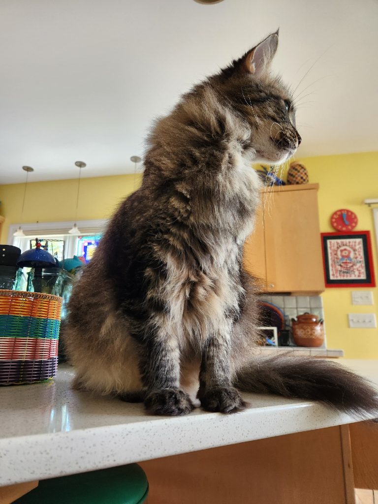 A house cat with fluffy gray fur stands on a countertop and looks off in the distance