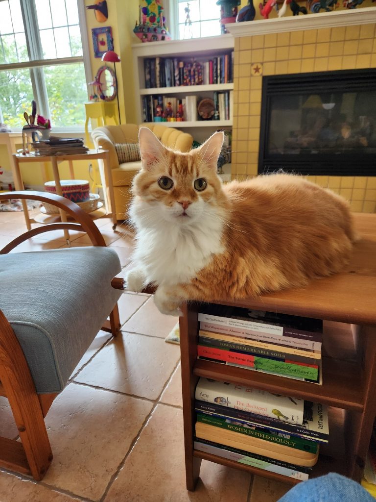 A house cat with fluffy orange fur and white tufts on its chest sits on a table.