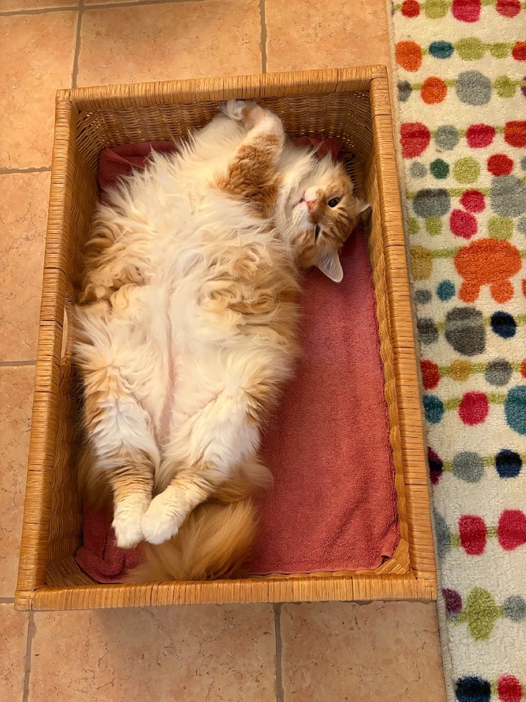 A large housecat with fluffy orange and white fur lies on his back in a shallow wicker box.