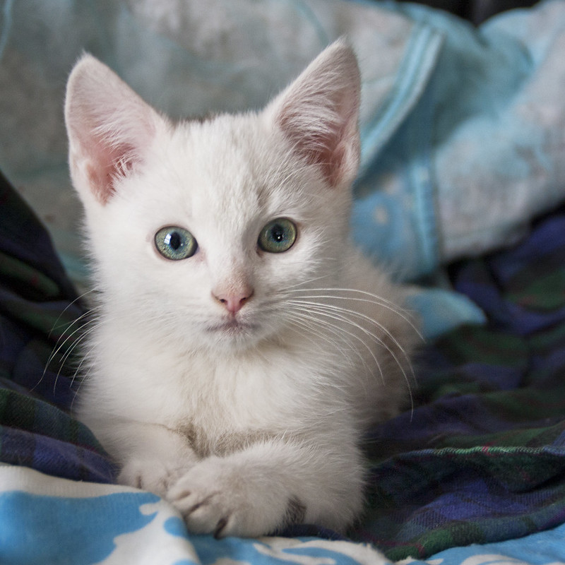 A kitten with pure white fur lies on its stomach and looks at you.