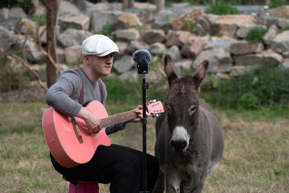 A man playing a guitar sings next to a donkey.