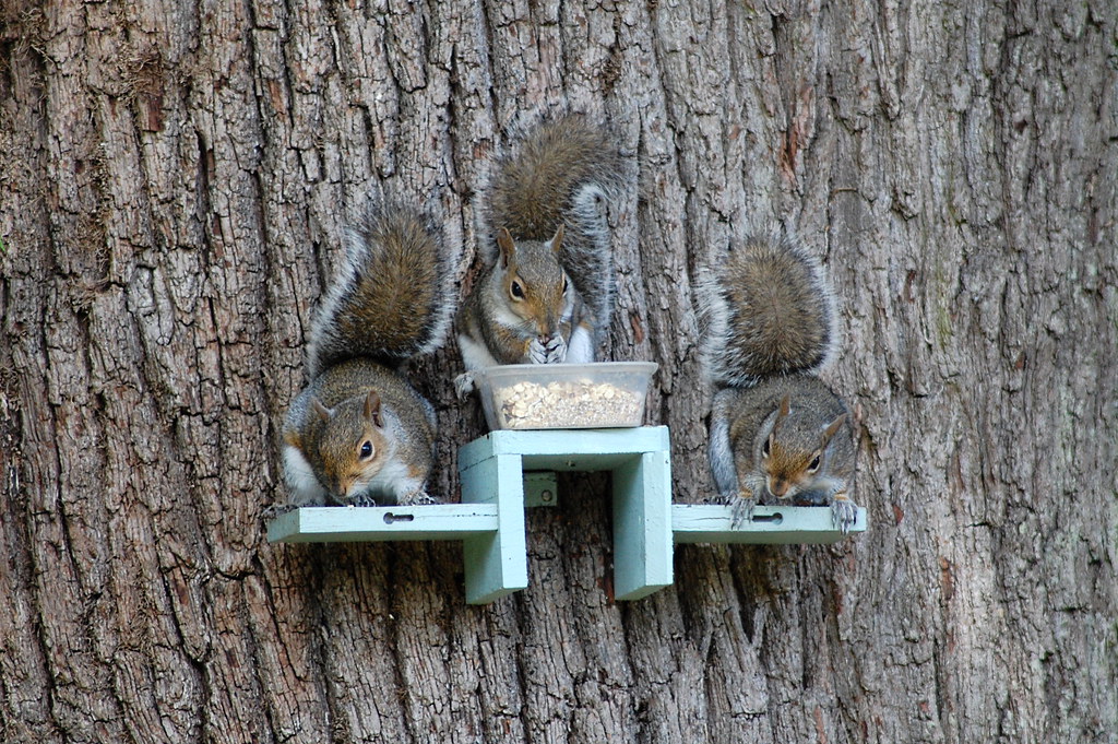 Three squirrels sit on a wooden platform attached to a tree. The platform has a raised portion with a tray of food and one squirrel, while the other two squirrels sit on the lower platforms on either side. 