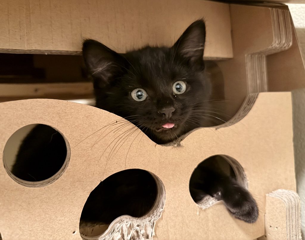 A black kitten sits inside a wooden box with holes in the front. The kitten's head can be seen and one paw dangles through a hole. The kitten's tongue pokes slightly out of its mouth.
