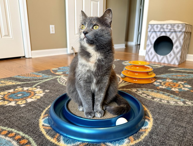 A cat sits upon a cat toy consisting of a round scratching pad surrounded by a track containing a small ping pong ball. A second toy is in the background.