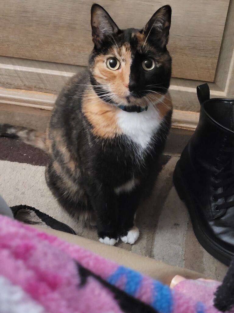 Human, you have stolen my heart... A cat with a tortoiseshell fur pattern, light on the left side, dark on the right, sits on the floor and looks up at you.