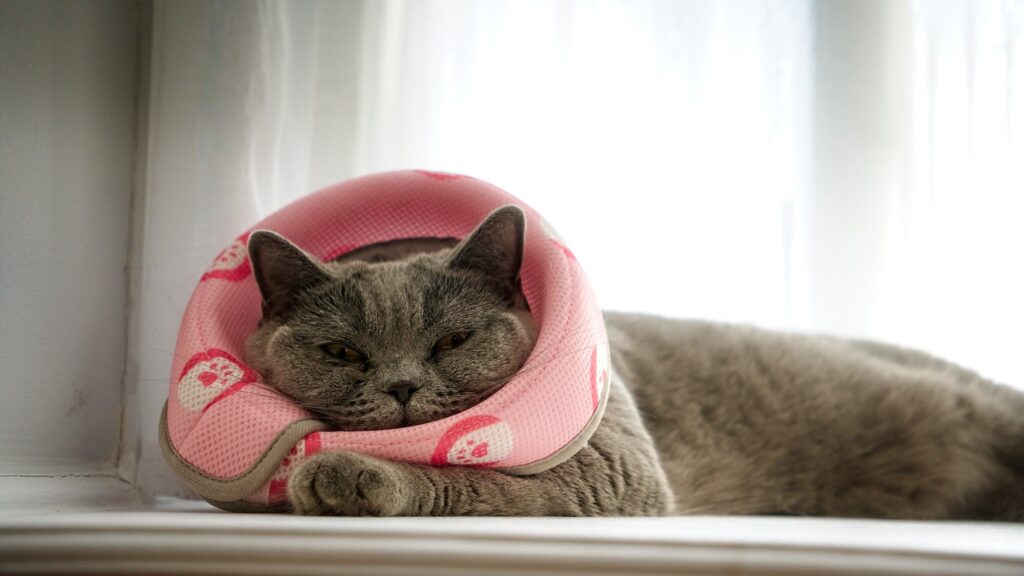 A cat with dark gray fur lies on its side, wearing a pink folded collar to prevent him from scratching 