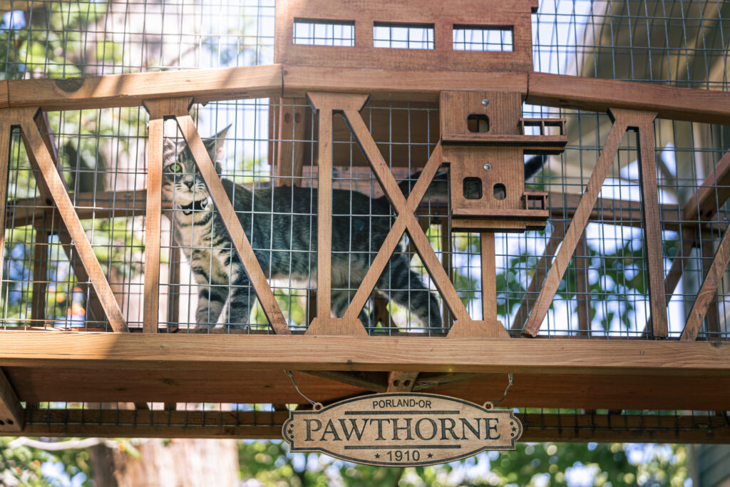 A cat stands on a miniature model of a truss bridge bearing the sign Pawthorne Bridge.