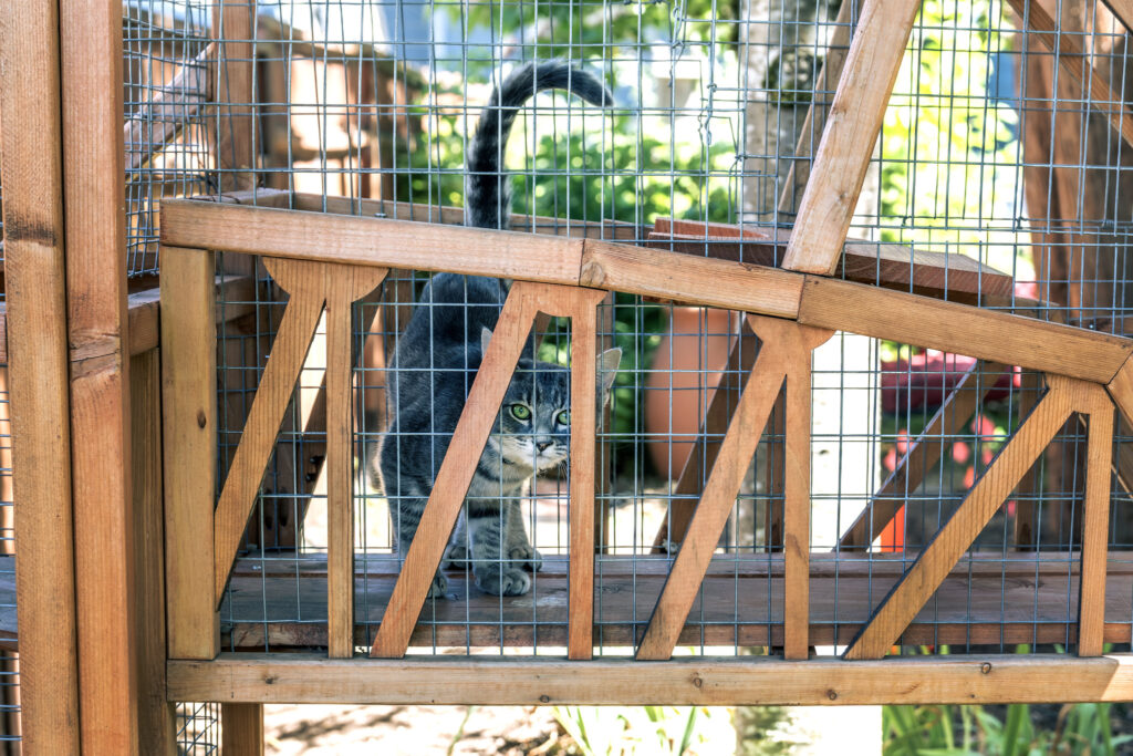 A cat stands on a miniature model of a truss bridge.