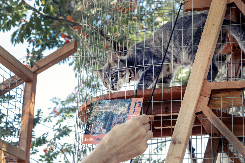 A cat looks down at a human hand holding an advertisement for an event.