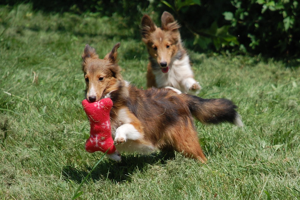 two small collie dogs run in a grassy field. the dog in front carries a red stuffed bone toy in its mouth while the other chases.