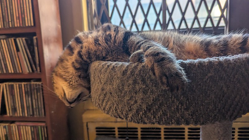 A cat sleeps on a platform atop a cat tree. The cat's head is so far over the edge of the platform that it droops toward the floor.