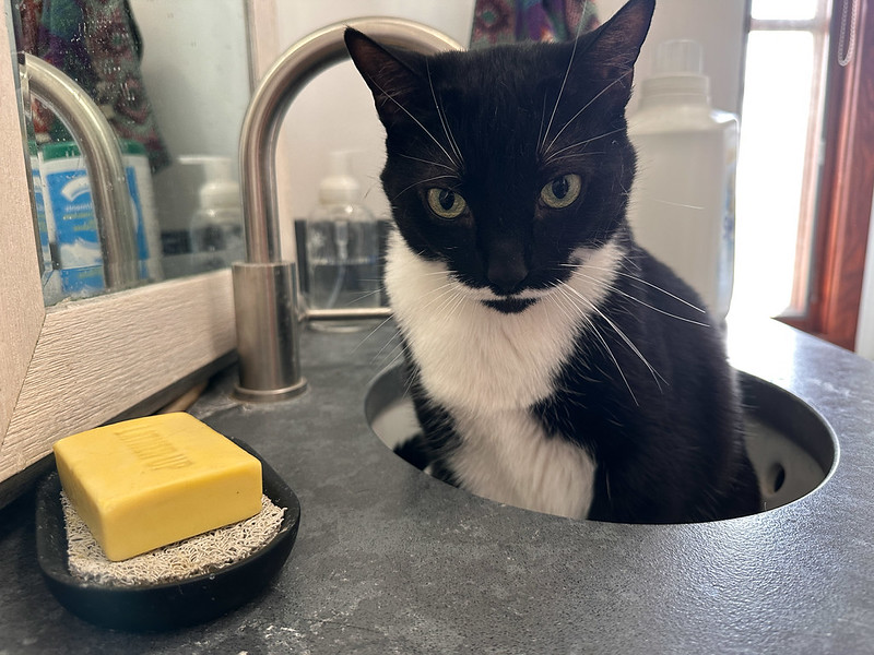 A cat with black facial fur and white chest sits in a small sink next to a faucet. Next to the cat is a bar of orange soap.