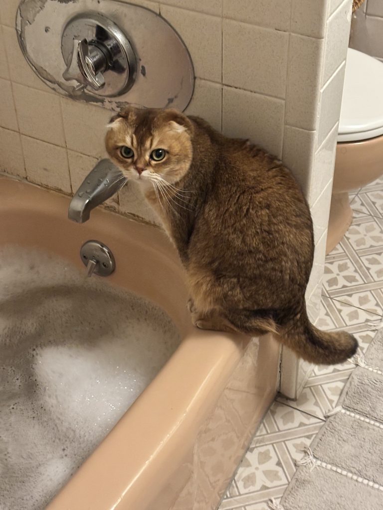 A cat stands on the edge of a bathtub full of soapy water and looks behind at you.