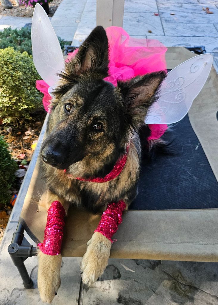 Ooh, such a magical chomping you'll get! A German shepherd dog looks up at you with a quizzical expression. The dog is wearing a sparkly fairy costume with wings