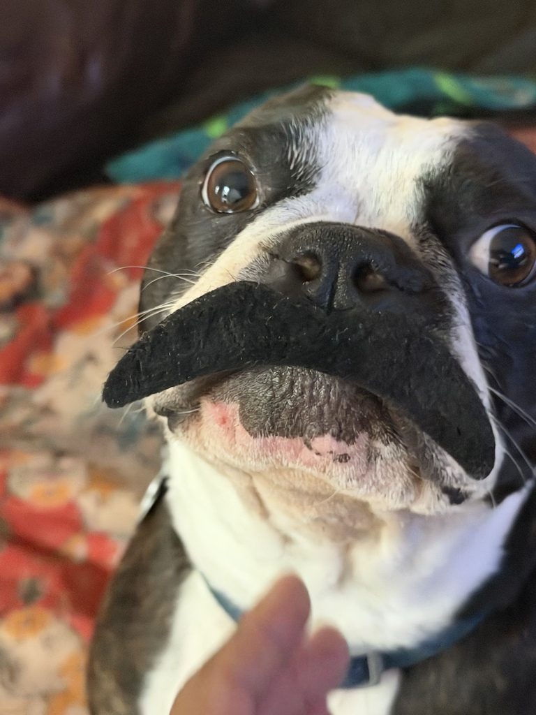 A dog wears a fake mustache.