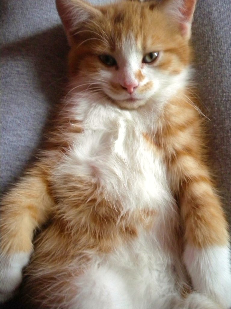 A kitten with orange and white fur lies on its back, exposing its belly.