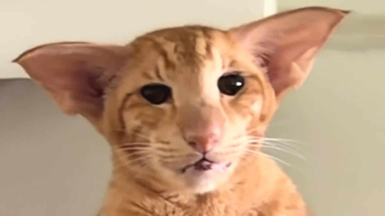 The face of a cat with orange fur and very large ears