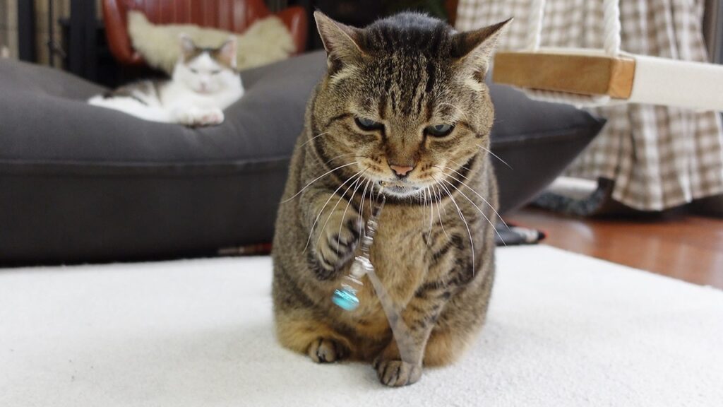 Hana, a cat, holds a jingle ball in her mouth and hits it with her paw. In the background Miri, a second cat, watches. 