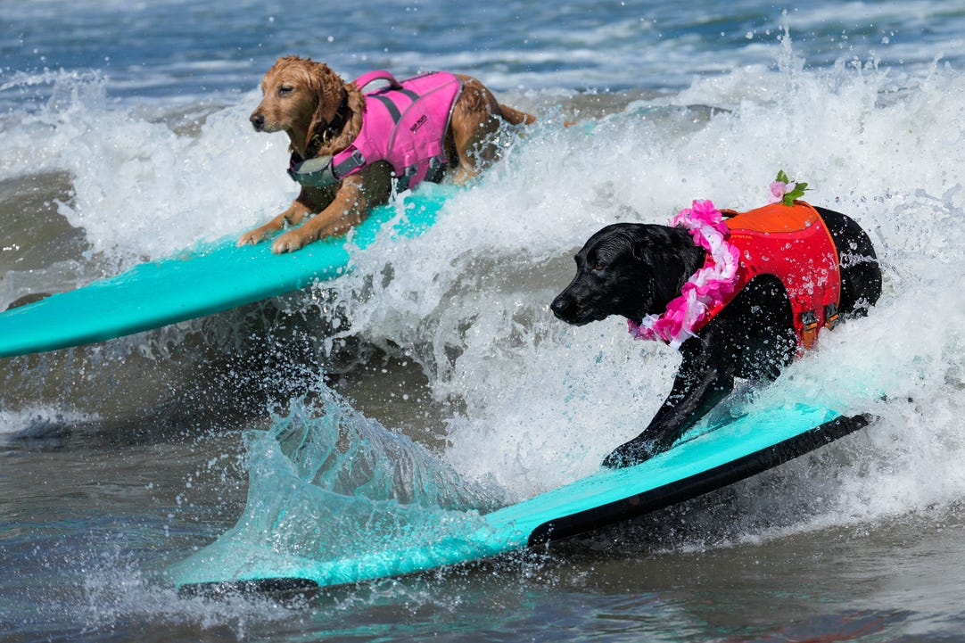 Two dogs wearing life jackets ride surfboards.